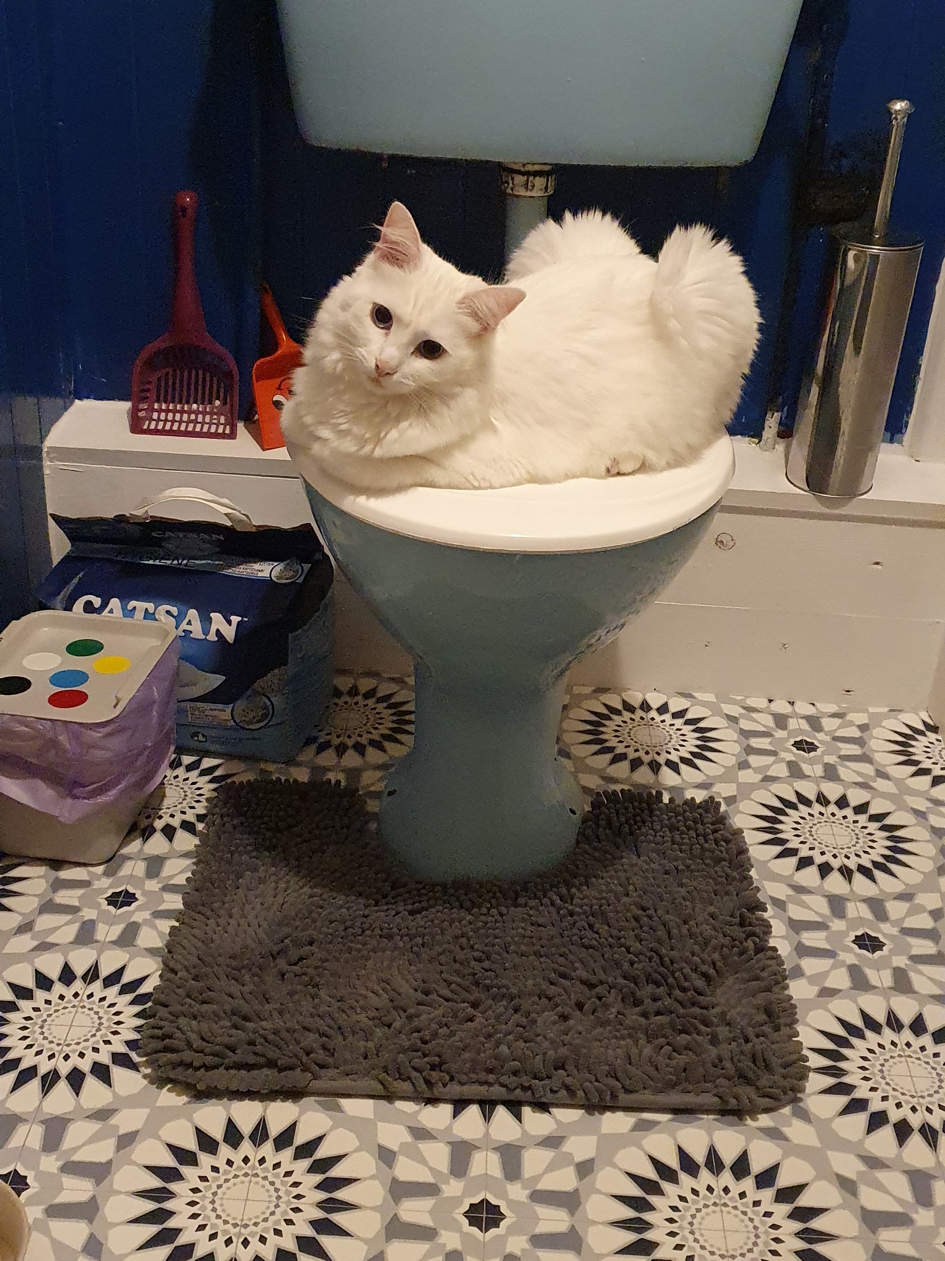 toilet loaf