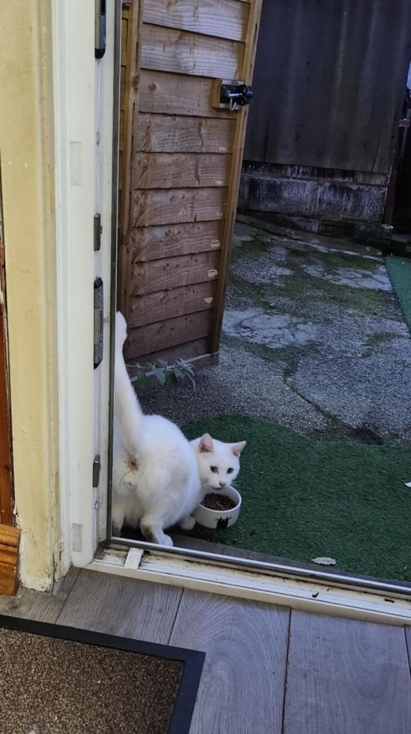 white cat an fur