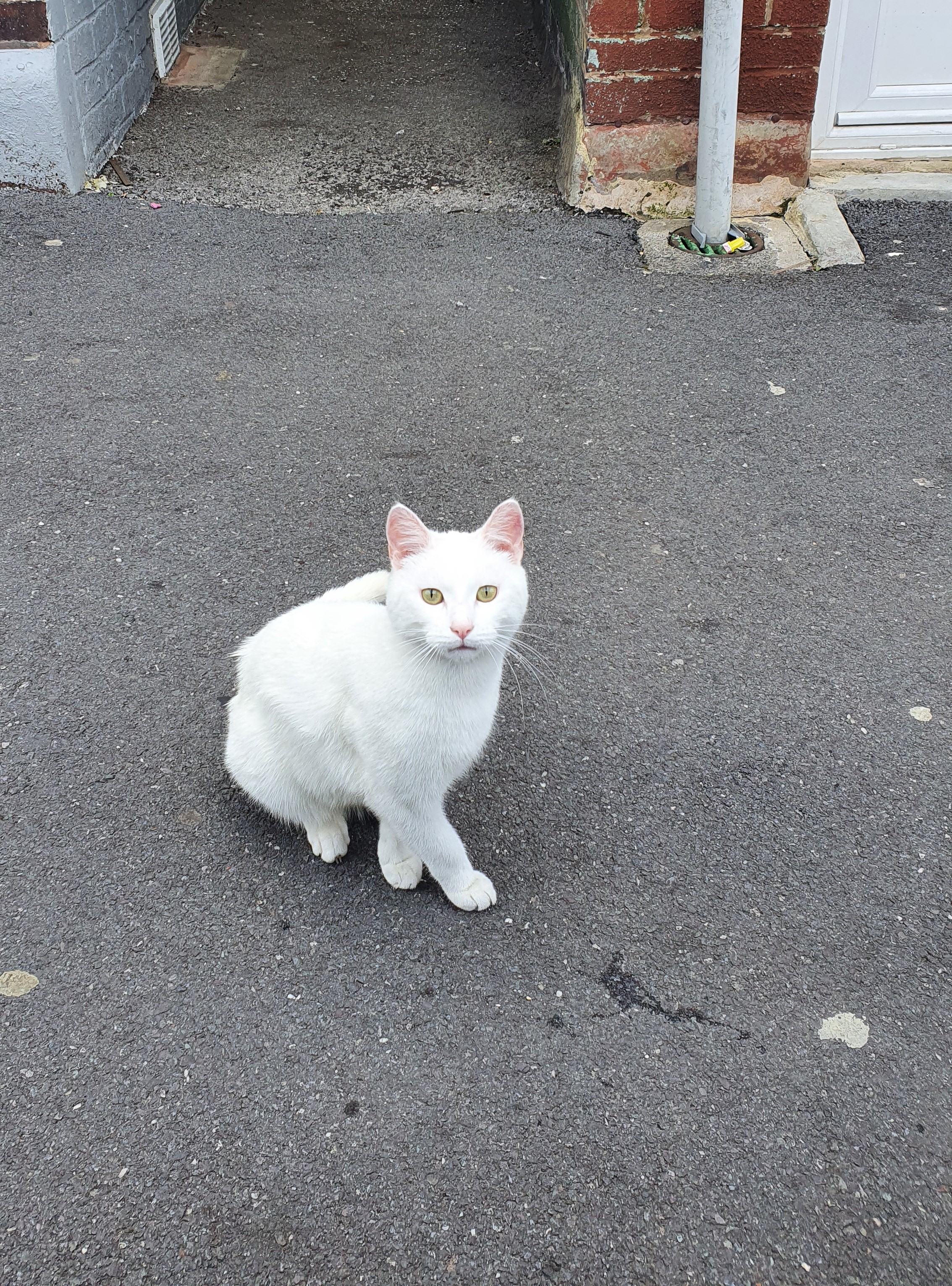 white cat on the pavement