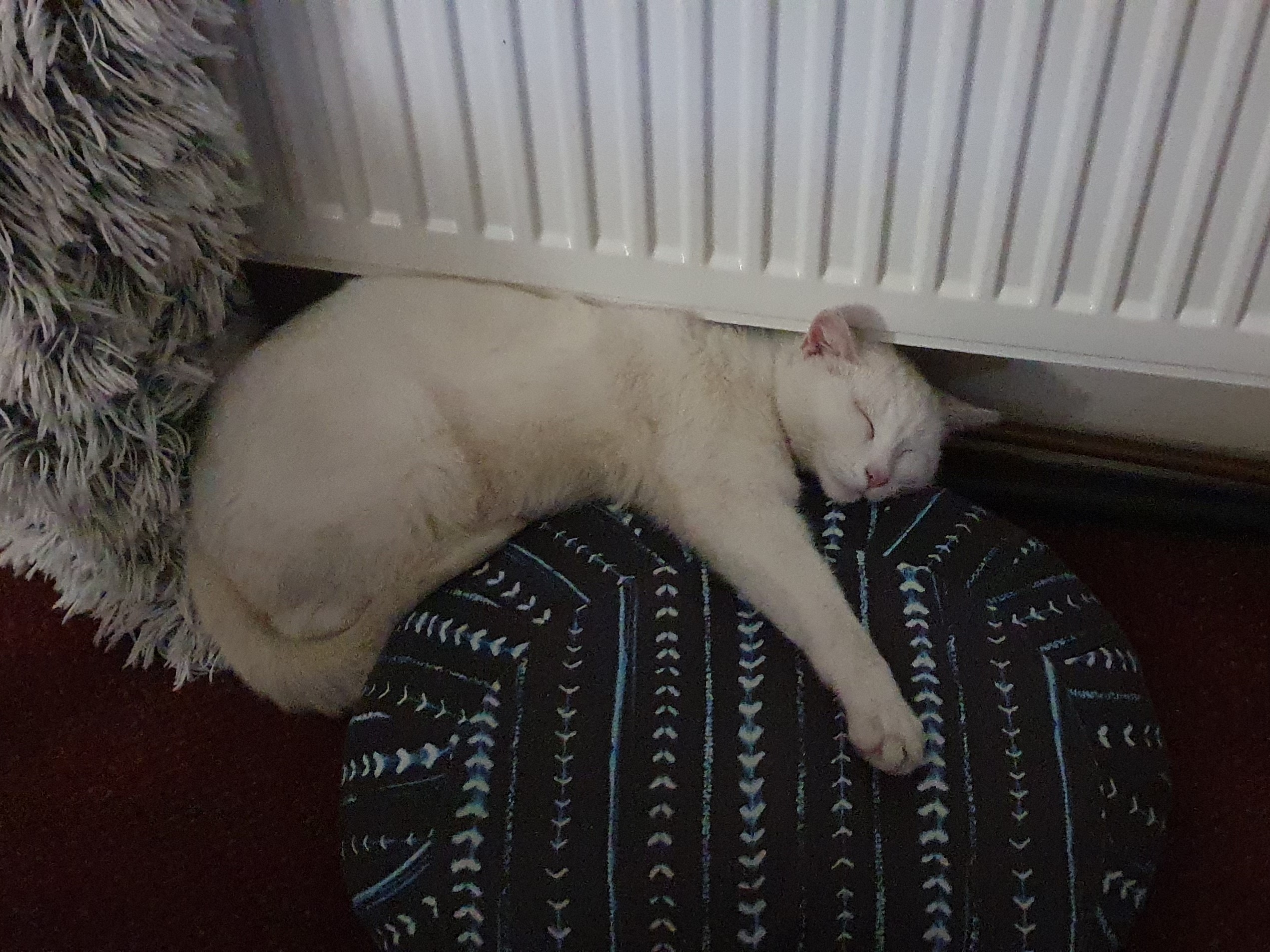 white cat sleeping